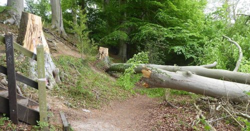 Vandals chop down two 150-year-old trees at UK beauty spot