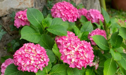 Crucial garden task to avoid that will reduce hydrangea bloom and hinder growth