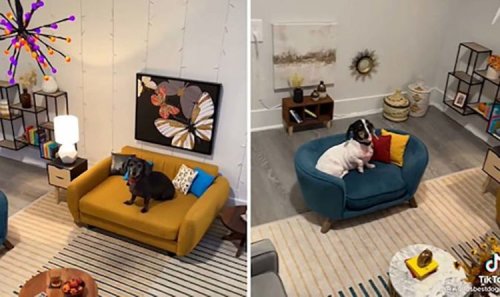 Loving owner forks out hundreds creating luxury mini living room for his dachshunds