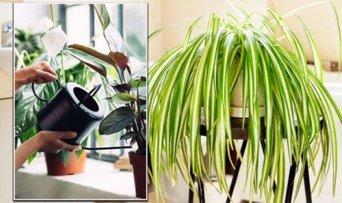 Gorgeous houseplants that also remove mould and condensation from your home