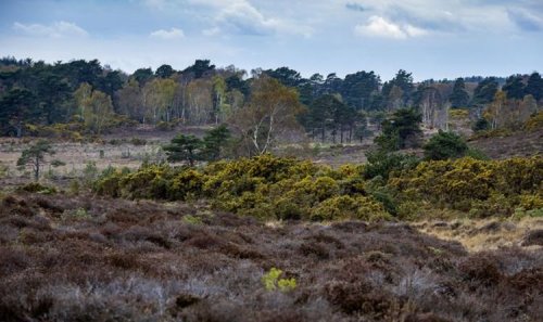 Green Britain: Help us create an oasis for nature
