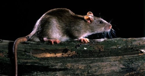 UK cities overrun with rats with more infestations than anywhere else