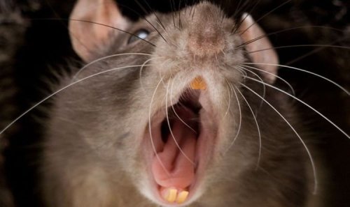 'Terrifying' rat explosion as infestation hits 150 MILLION – binmen dread 'ratty Mondays'