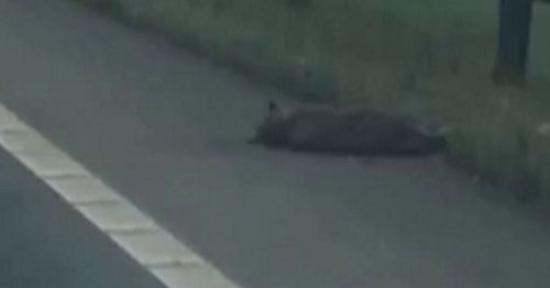 Motorist stunned after capturing suspected dead puma on road in Britain