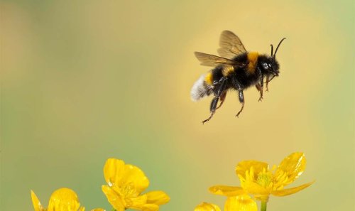 Fears for British bees as lethal pesticide approved days after EU ban