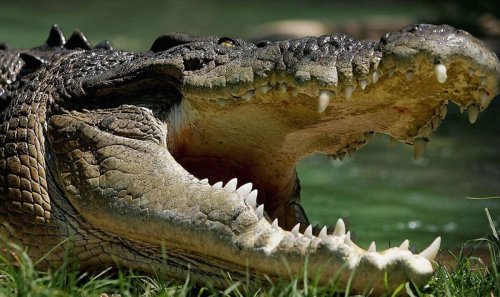 Snorkeller prises crocodile's jaws off his head at popular luxury holiday resort