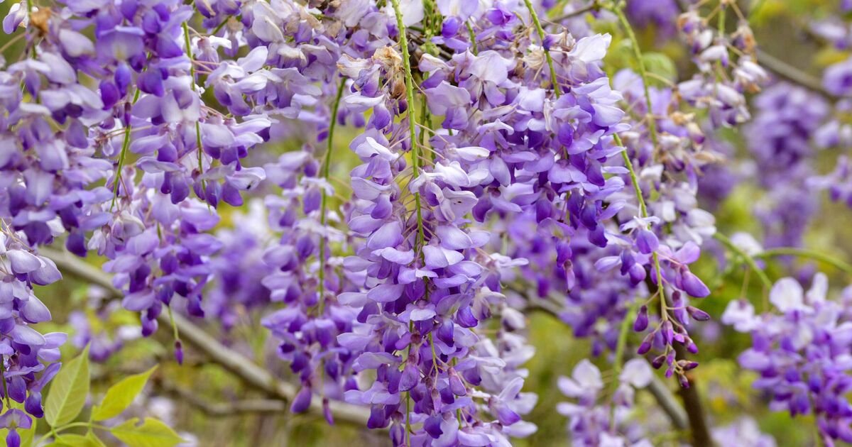 Wisteria flowers will flourish all summer with 2 tasks that 'encourage' growth