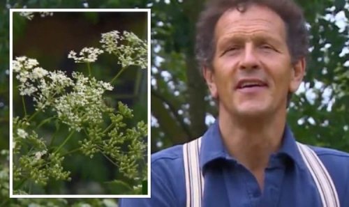 Gardeners’ World: Monty Don warns Britons to ‘wear gloves’ when removing specific weed