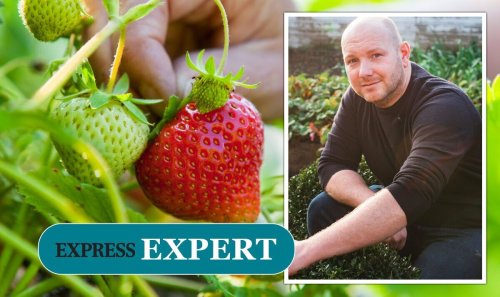 'Plant strawberries now': Hacks for growing fruit - crucial manure tip 'pays dividends'