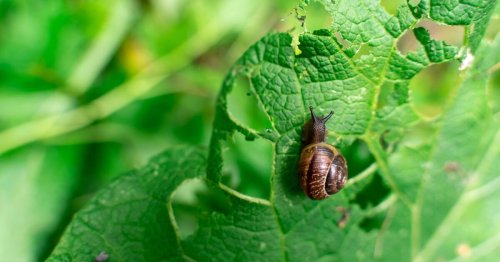 Keep slugs from eating your plants with affordable 25p item sold at supermarkets