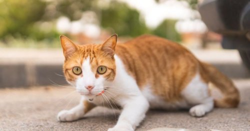 Urgent warning to British cat owners after 'very suspicious' disappearances
