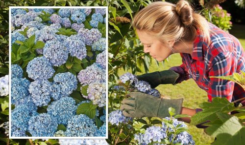 Gardening: ‘Best’ conditions for ‘thriving’ hydrangeas - how to ‘find the right spot’
