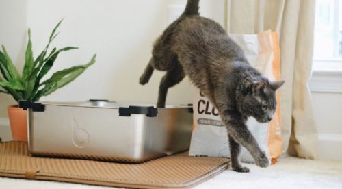 How Cat Litter Could Fight Climate Change