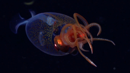 Scientists Capture First-Ever Footage of Colossal Squid in the Ocean