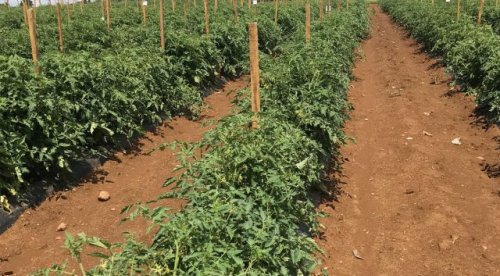 Researchers Make ‘Super-Tomatoes’ With Genetically Stressed Root Grafts