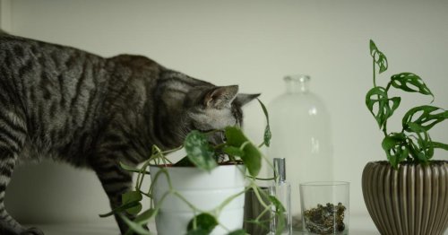 Quelles plantes sont toxiques pour les chats ?