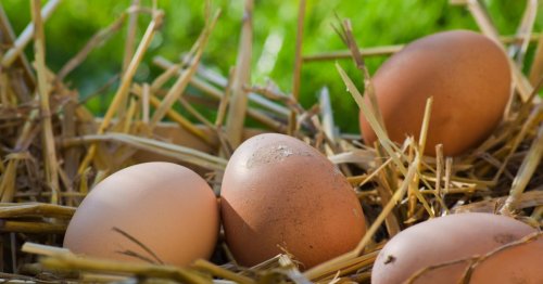 Contamination à la salmonelle: plusieurs marques d'œufs rappellent leurs produits