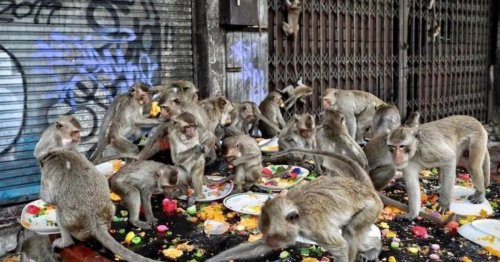 Des singes partout : dans la cité historique de Lopburi, la situation se dégrade encore