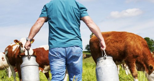 Vote en Suisse: l'élevage intensif sauvé, les femmes devront travailler un an de plus