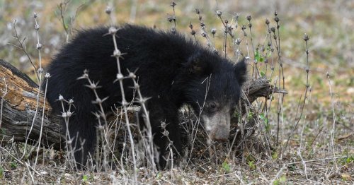Mexique: enquête et plainte après le lynchage d'un ourson