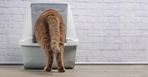 Mon chat urine partout dans la maison : que faire ?
