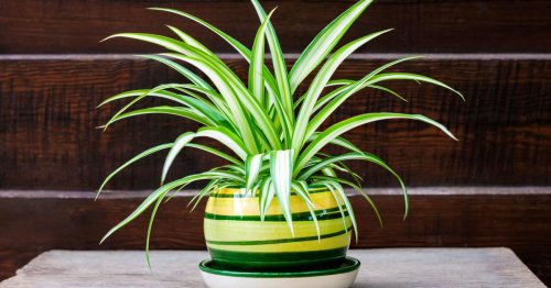 Découvrez ces 5 plantes qui absorbent l'humidité
