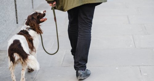 Achtung: Diese fünf Fehler dürft ihr bei der Hundeerziehung nicht machen