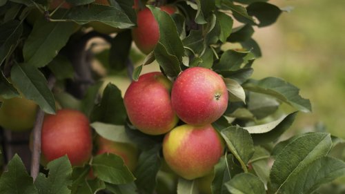 Frisches Obst vom eigenen Baum – so klappt’s auch auf dem Balkon