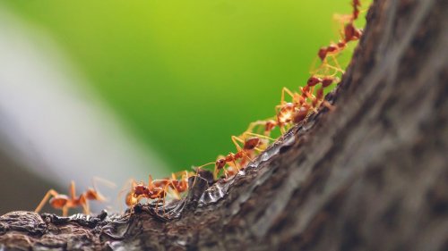 Hausmittel gegen Ameisen: Diese Tricks helfen wirklich