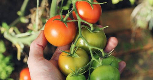 Total simpel: Mit diesem einfachen Trick baust du Tomatenpflanzen an