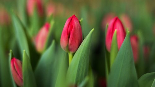 Frühlingslieblinge: Mit diesem kleinen Trick sehen Tulpen in der Vase länger hübsch aus