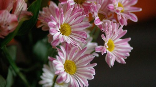 Ewiger Frühling: LEGO's neuer Pastelltraum macht Blumenliebhaber glücklich