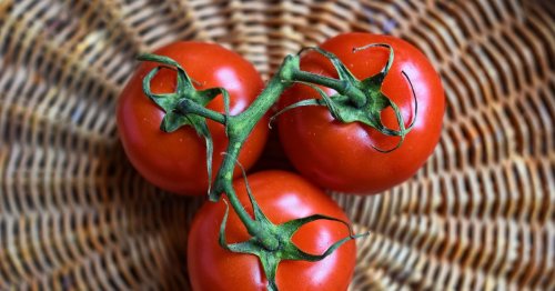 Dieses Gemüse darfst du niemals neben Tomaten lagern