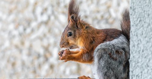 Was fressen Eichhörnchen und darf man die süßen Nager füttern?