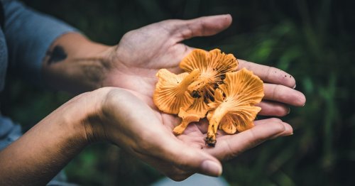 Diese 4 praktischen Gadgets dürfen beim Pilzesammeln nicht fehlen