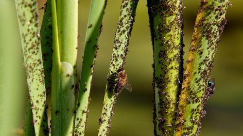 Schnell Hilfe für Pflanzen: Mit diesen 5 Tipps machen dir Blattläuse keinen Ärger mehr