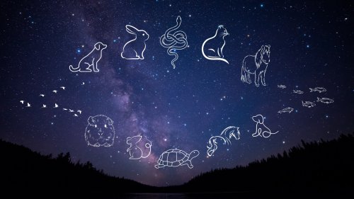 Das ist das perfekte Haustier für jedes der 12 Sternzeichen