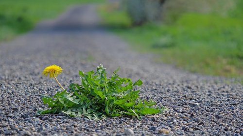 Perfekt zum Unkrautentfernen: Gartenfans lieben dieses praktische Gadget von Amazon