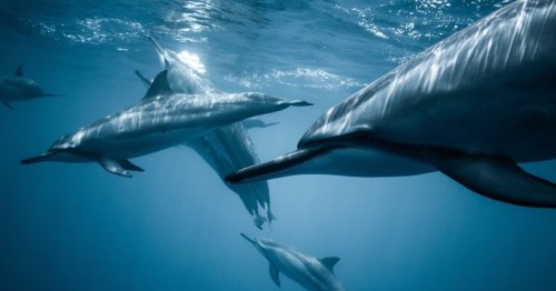 Was fressen Delfine und müssen sie auch trinken?