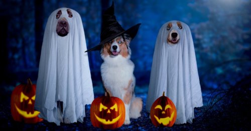 Hundekostüm Halloween: 9 schaurig schöne Outfits für unsere Vierbeiner