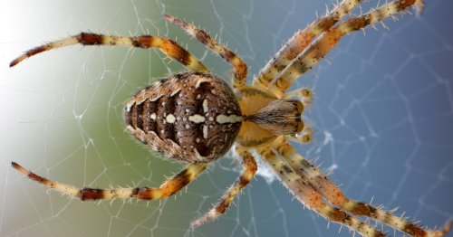Mit diesen 5 simplen Tricks vertreibst du Spinnen aus deinem Keller