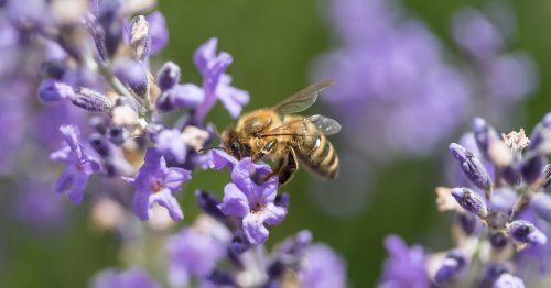 Rettet die Bienen! 9 bienenfreundliche Pflanzen für Balkon und Garten