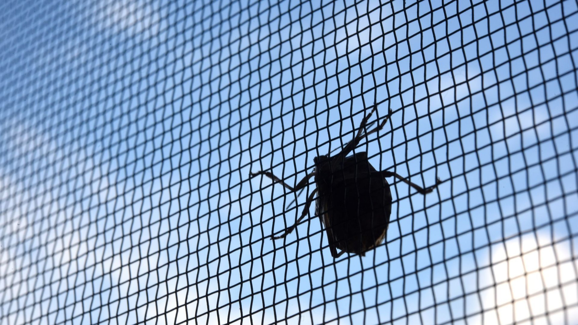 Aldi verkauft Premium-Insektenschutz mega günstig