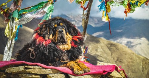 Ein Riese mit stolzer Mähne: Der Tibet Mastiff und sein Gewicht