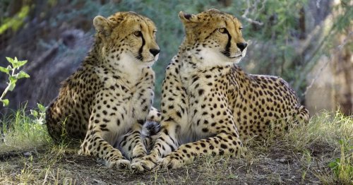 Was ist der Unterschied zwischen einem Gepard und einem Leopard?