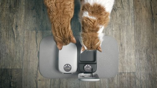 Zum Fressen gern: 5 praktische Futterautomaten für Katzen im Test