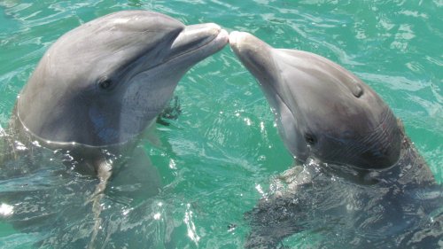Wie alt werden Delfine?