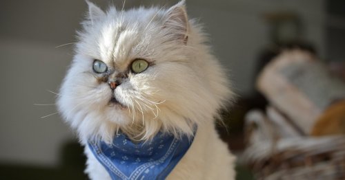 Die teuersten Katzen der Welt – diese Samtpfoten sind ein Vermögen wert