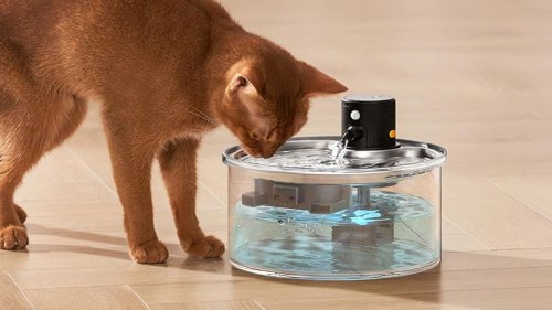 Katzenbrunnen-Test: Diese 5 Trinkbrunnen können wir empfehlen
