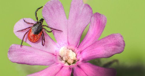 Zecken-Abwehr: Dieser Trick hält die Insekten bei der Gartenarbeit von dir fern
